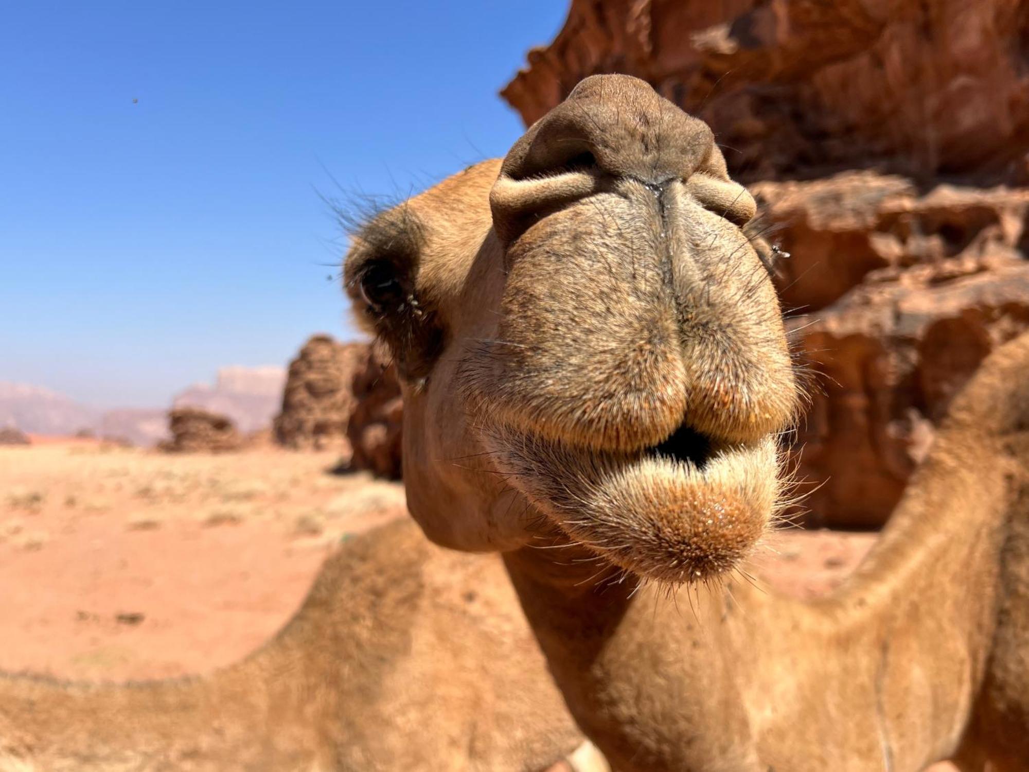 Salameh'S Bedouin Camp Otel Ram Vadisi Dış mekan fotoğraf